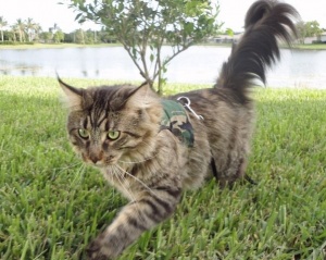 Green Camo Cat Harness and Lead
